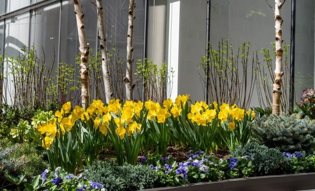 Commercial entrance planting bed with yellow daffodils, purple pansies, junipers, and birch trees against a glass facade.