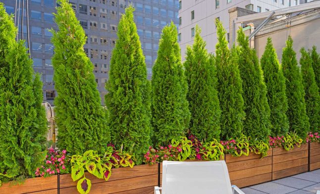 tall-green-boxed-plant-shrubs-on-rooftop