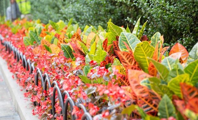 red-and-green-leaf-plants-in-city-landscape