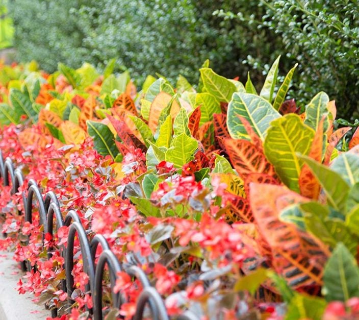 red-and-green-leaf-plants-in-city-landscape