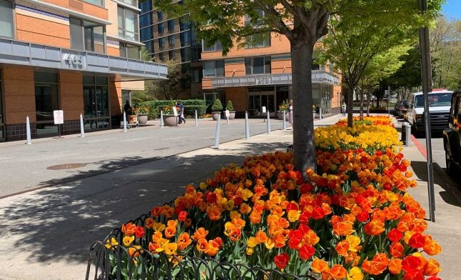 orange-and-yellow-tulips-in-city