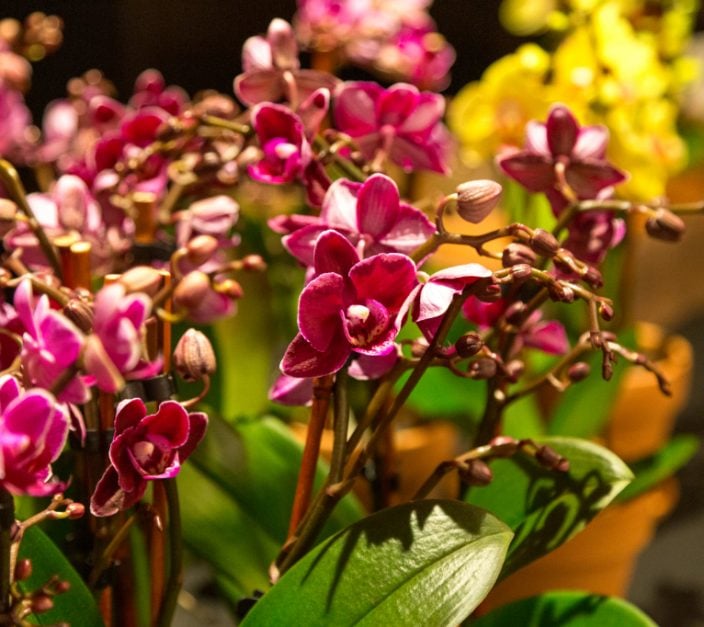 vibrant pink phalaenopsis orchids at floral design workshop for commercial decor arrangements