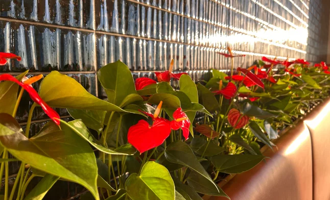 red anthurium plants in a commercial interior planter against textured glass tile wall in a corporate lobby