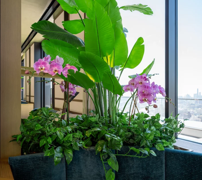 interior landscaping picture 3