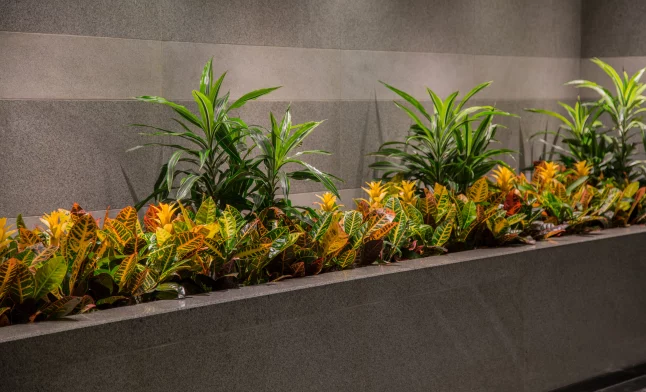 interior landscaping picture 6