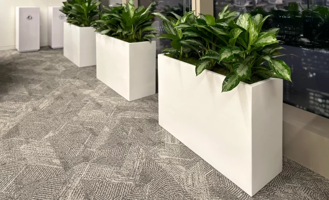 white rectangular planters with tropical aglaonema plants in a high-rise corporate office hallway in NYC