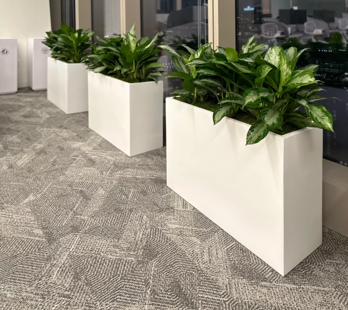 white rectangular planters with tropical aglaonema plants in a high-rise corporate office hallway in NYC