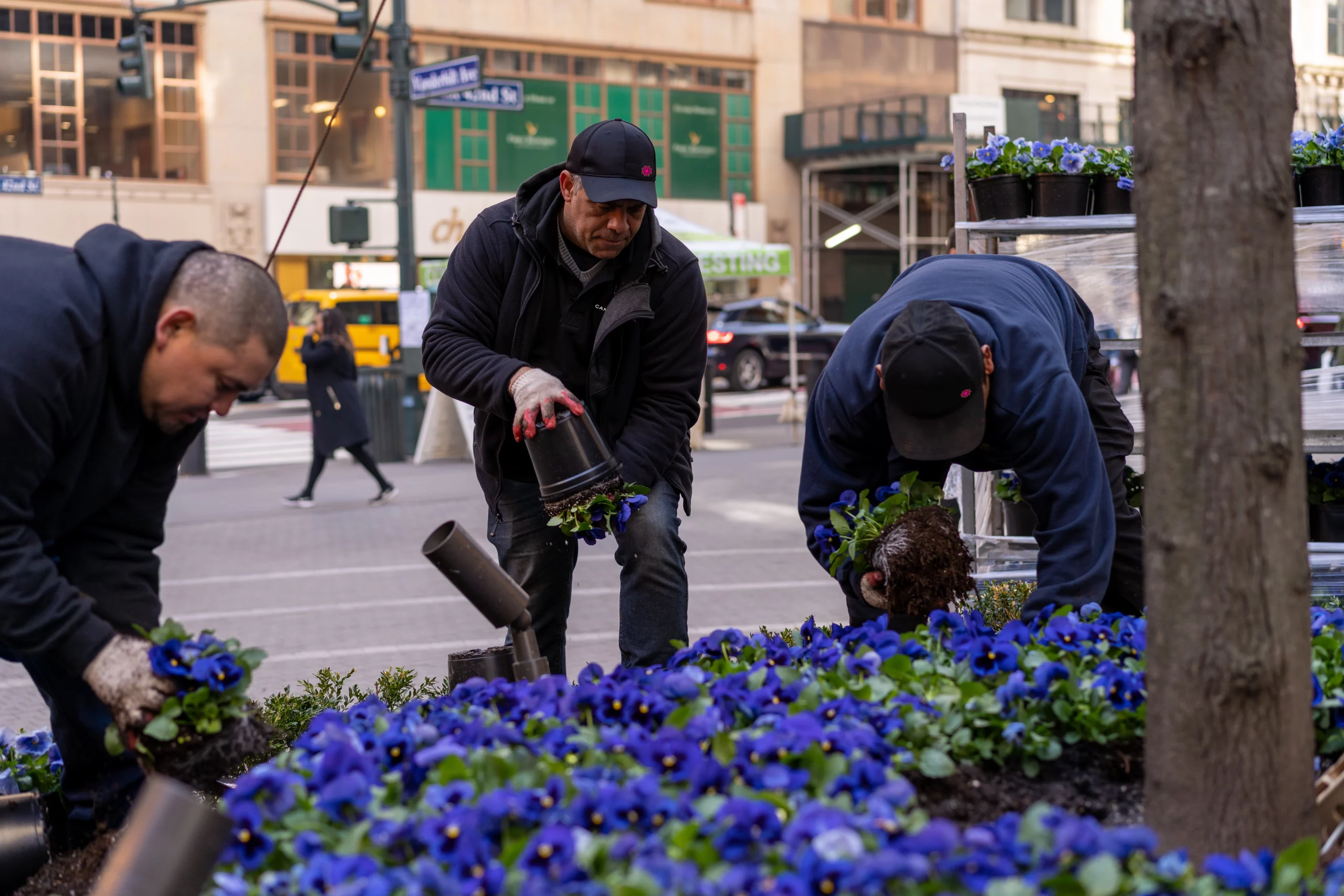 Landscaping crew planting vibrant purple flowers in a city sidewalk bed during a commercial spring installation
