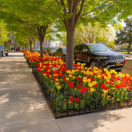 colorful red and yellow tulips in street-side planter beds along a New York City sidewalk