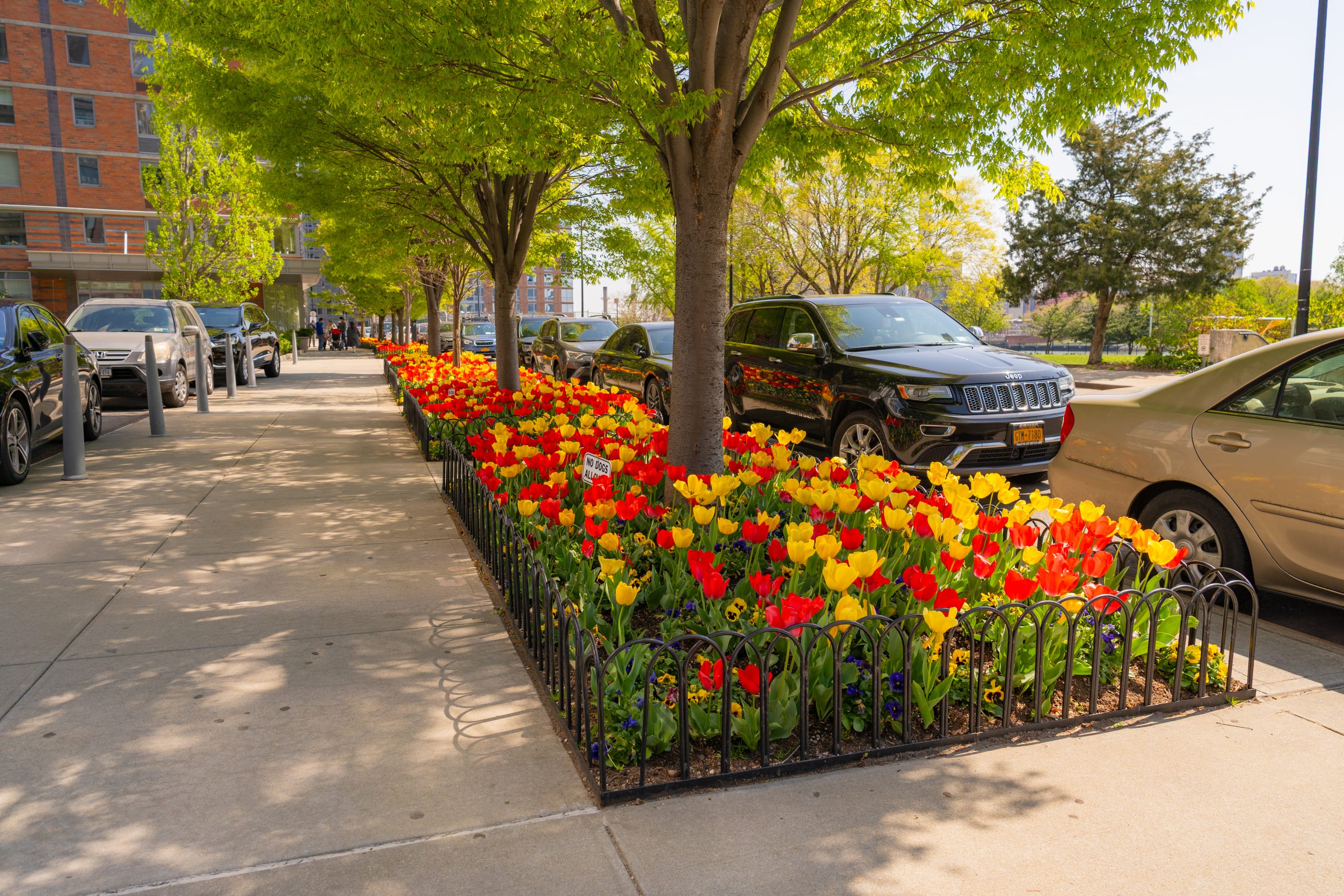 Tree-lined city sidewalk with neatly maintained flower beds filled with red and yellow tulips, parked cars along the street, and spring foliage overhead.