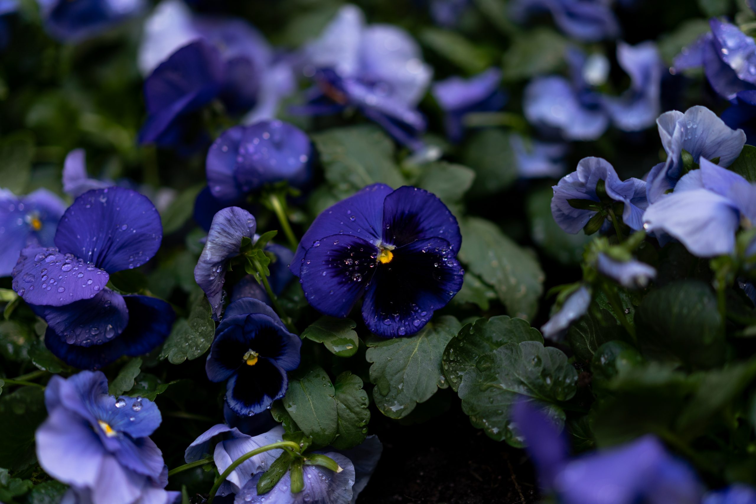 Close-up of deep purple and blue pansy flowers with water droplets on the petals and green leaves beneath.