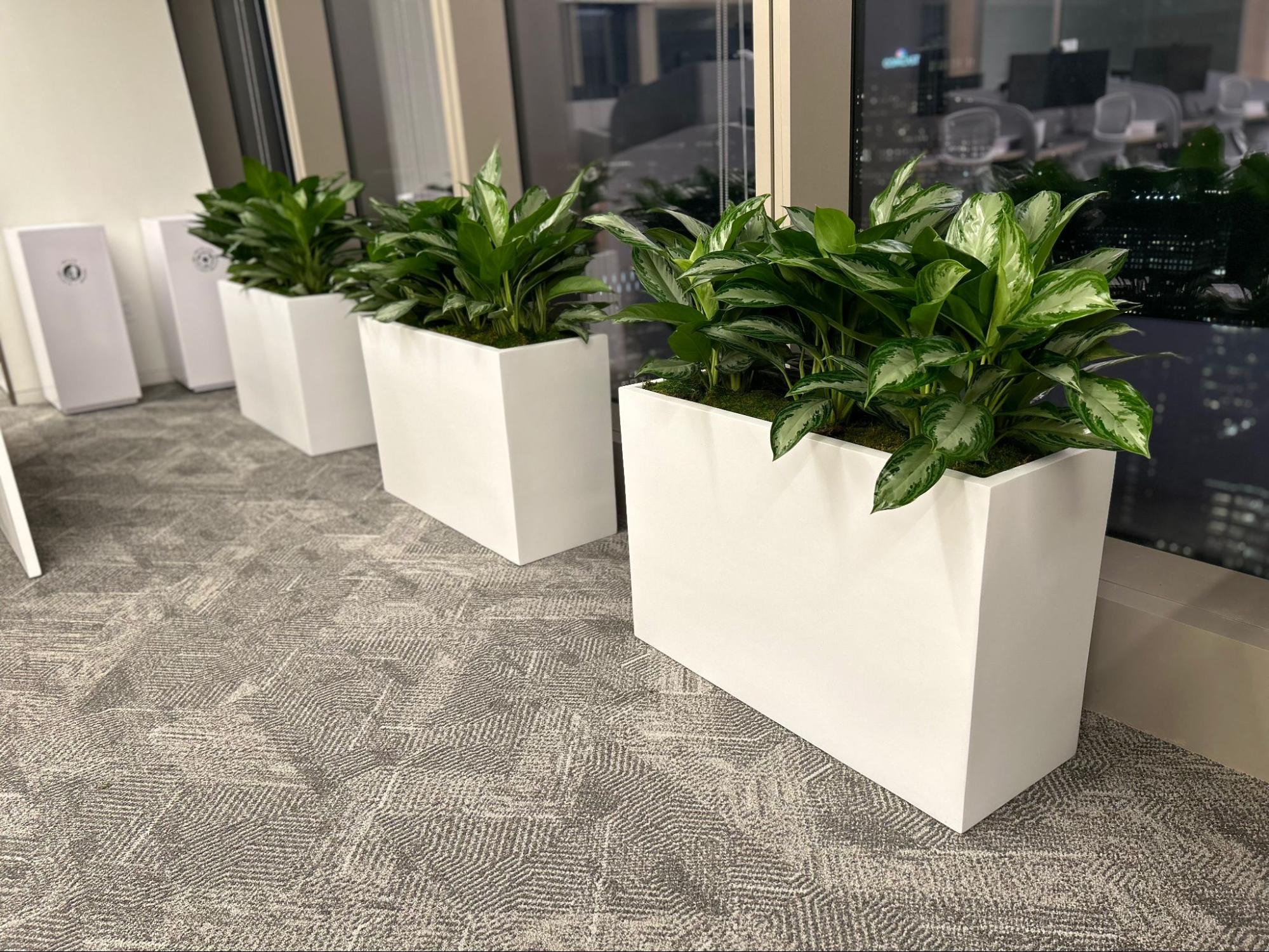 Chinese evergreens in white planters inside a NYC office.