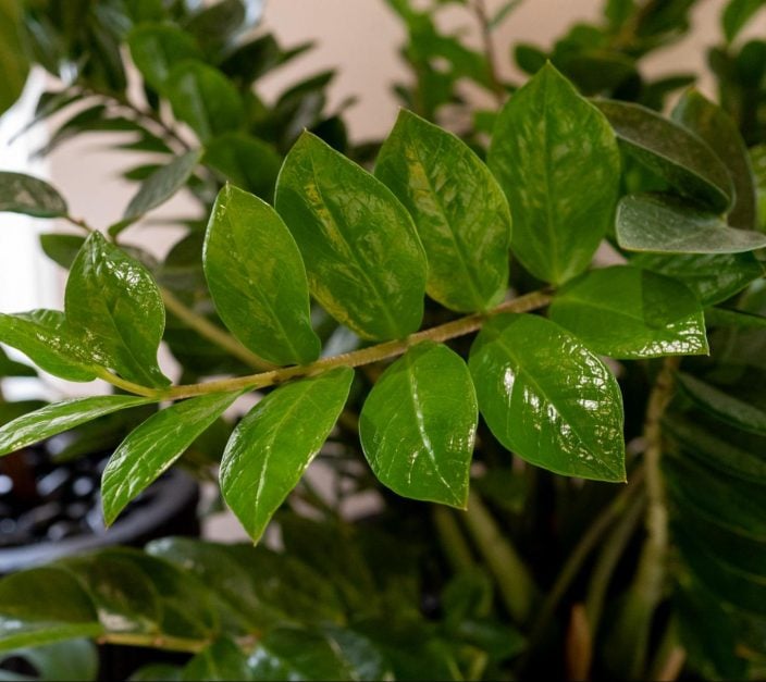 A close-up of zz plant leaves.