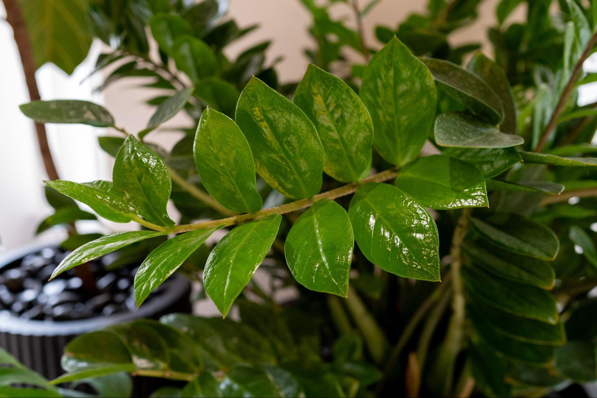 A close-up of zz plant leaves.